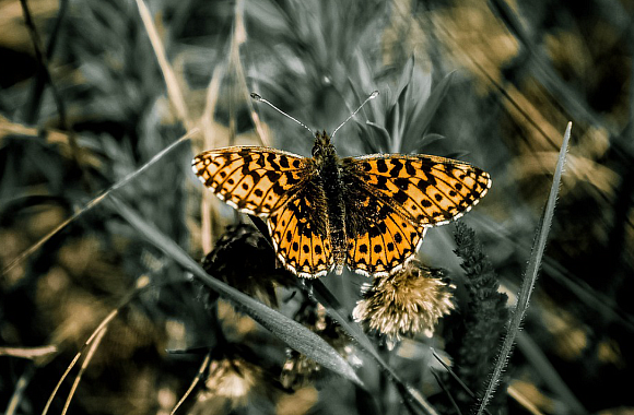 Kvíz o motýlech na ÁMOSkách sklidil úspěch